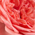 Roz - Trandafir pentru straturi Floribunda - Kimono